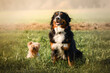 Bernese Mountain Dog and Yorkshire terrier