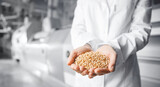 Closeup hands worker holds grain for production of white flour in automated modern mill for bread