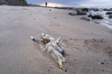 dead seagull on the seashore, close up, silhouette of a man on a blurry background