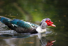 A White, Black And Red Muscovy Duck Swimming In The Water At The Duck Pond Park In Atlanta Georgia