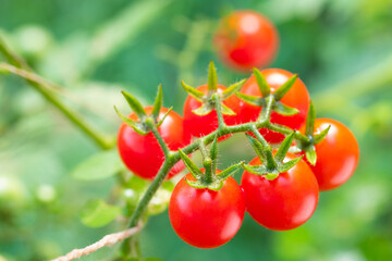 Wall Mural - Red tomatoes are very fresh in garden.