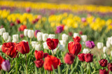 Fototapeta Tulipany - Colorful multicolored beds of tulips on a spring day