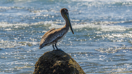 Graceful Pelicans - Beach Bliss