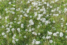 Field Of Dandelion Seed Heads (tufts) And Grass In Spring