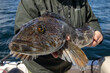 © Mat Hayward - Keeper sized 31 inch Ling Cod caught in Area 10 of the Puget Sound in Washington State