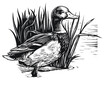 illustration of a duck