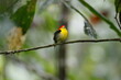 Wire-tailed Manakin/This is a wild bird photo that was taken in Ecuador sachaloge.