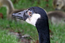 Wounded Canada Goose Missing An Eye