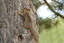 Red Fox Squirrel Climbing Trunk Of Pine Tree And Hanging On To Bark