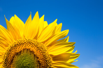 Fotomurales - yellow sunflower over blue sky