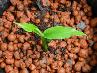 closeup growing young green leaf of plant sprout from soil, fresh small Galangal plant,  home gardening 