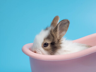 Close up of one first brown white rabbit animal small banny happy easter holiday season bathtub look at camera sit pretty beautiful and funny animal pet wild natural have blue background copy space.