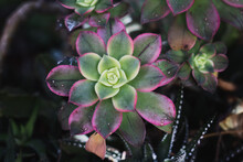 Close-up Of Haworth's Aeonium In A Pot Inside A Nursery, Blurred Green Background
