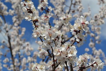 Wall Mural - Apricot tree.  Spring white flowers on a tree branch. Apricot tree in bloom. Spring, seasons, white flowers of apricot tree. For easter and spring greeting cards