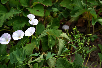 Wall Mural - Flower bindweed plant. Convolvulus arvensis