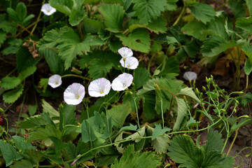 Wall Mural - Flower bindweed plant. Convolvulus arvensis