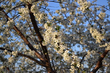 Wall Mural - Beautiful floral abstract background of nature. Natural background with branches of cherry