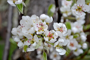 Wall Mural - Pear tree, pear flowers. Beautiful floral abstract background of nature. Spring landscape. Pyrus communis. Beautiful flowering tree, white flowers