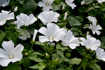 Wall Mural - Lavatera. Lavatera trimestris. Beautiful background. Luxurious white flower