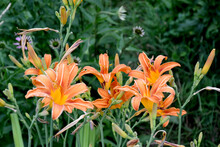 Hemerocallis. Daylily. Luxurious Large Flowers In A Pleasant Smell. Beautiful Flower Abstract Background Of Nature. Summer Landscape. Perennial. Beautiful Orange Flowers. Summer Flower Bed, Garden
