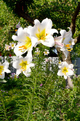 Wall Mural - Luxurious large flowers in a pleasant smell. Lily. Lilium. Beautiful flower abstract background of nature. Summer landscape. Perennial. Beautiful white flowers