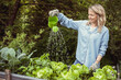 pretty blonde young woman with blue shirt and gloves watering her lettuce in garden in raised bed with small green watering can and is happy