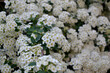 © bubushonok - Delicate white flowers. Spirea Wangutta. Beautiful background of nature