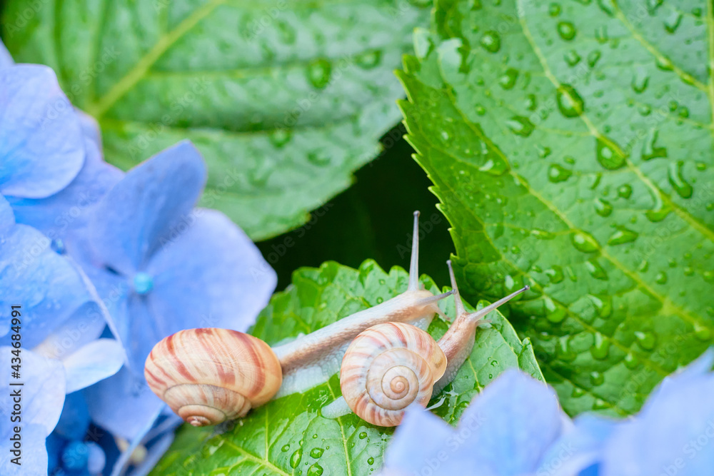 水色の紫陽花の花の上にいる仲の良い二匹のカタツムリ Wall Mural Sora Nus 水色の紫陽花の花の上にいる仲の良い二匹のカタツムリ Wall Mural Sora Nus