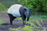 Fototapeta Sawanna - The Malayan tapir (Acrocodia indica), also called the Asian, Asiatic, Oriental, Indian or piebald tapir standing in green with a green background.