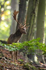 Wall Mural - fallow deer, dama dama, standing in woodland in fall in vertical shot. wild stag looking in forest i