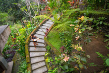 Woman Carrying A Breakfast Tray Of Fruit And Coffee Down Curved Stair Case Through A Lush Jungle To A Bungalow In Bali.
