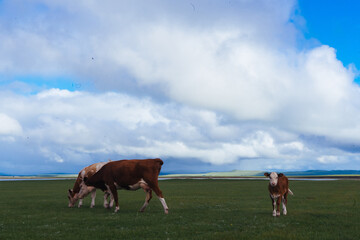 Cows grazing on natural pastures