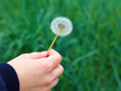 The girl's hand holds a dandelion.