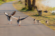 © DBA - Greylag gooses teaching chicks to fly. Birds learn to fly.
