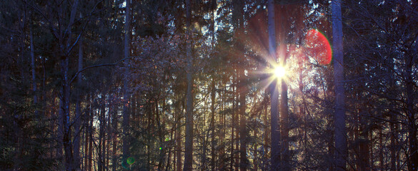 Wall Mural - beautiful spring forest with bright sunlight in the fog.