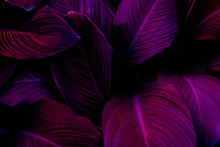 Full Frame Of Purple Leaves Texture Background. Tropical Leaf