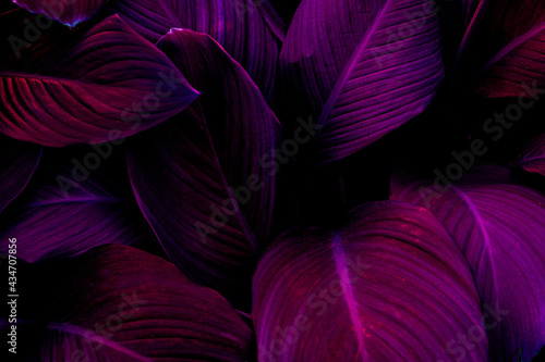 Fototapete - Full Frame of Purple Leaves Texture Background. tropical leaf