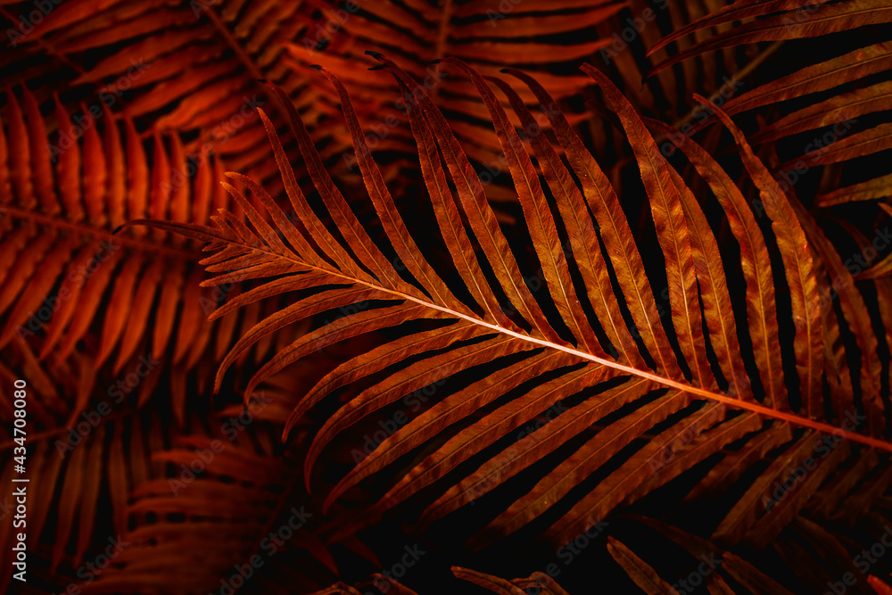 Full Frame of Fern Leaves Texture Background. tropical leaf - obrazy, fototapety, plakaty 