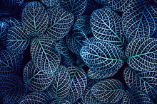 Closeup Nature View Of Tropical Leaf Background, Dark Tone Concept