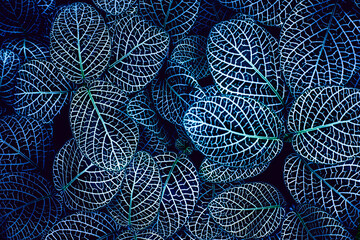 closeup nature view of tropical leaf background, dark tone concept