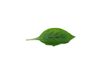 Wall Mural - Barleria prionitis leaves isolated on white background.