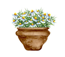 Watercolor Garden Illustration Of Chamomile Flowers In The Old Brown Pot, Potted Plant, Gardening Flower.