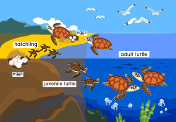 Poster - Life cycle of sea turtle. Sequence of stages of development of turtle from egg to adult animal in natural habitat
