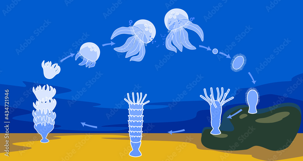 Jellyfish Life Cycle Stages