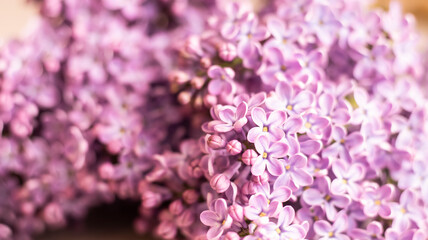 Wall Mural - Beautiful floral spring background, banner with lilac branches. Lilac close-up, blurred bokeh background, sunlight. Lilac and pink flowers. 