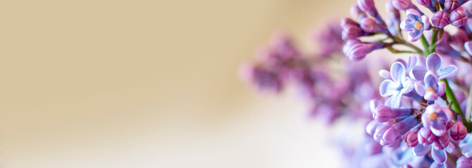 Wall Mural - Beautiful floral spring background, banner with lilac branches. Lilac close-up, blurred bokeh background, sunlight. Lilac and pink flowers. 