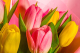 Fototapeta Tulipany - Background for a greeting card - a bouquet of fresh pink and yellow tulips