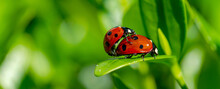 Close-up Of Ladybugs Mating In Springtime On Green Leaf.  