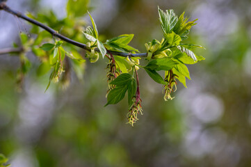 Acer negundo manitoba boxelder maple female purple red white flowers, detail of flowering branches