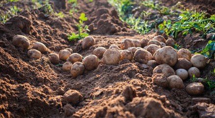 Wall Mural - potatoes in the field